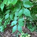 Lonicera maackii Feuille