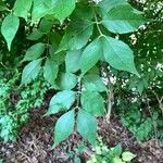 Lonicera maackii Blad