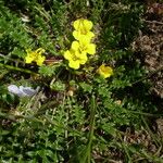 Morisia monanthos Hábito