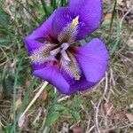 Iris unguicularis Cvet