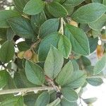 Cotoneaster franchetii পাতা