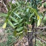 Bolusanthus speciosus Blad