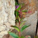 Epilobium anagallidifolium Lubje