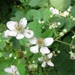 Rubus discolor Blodyn