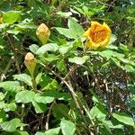 Solandra maximaফুল