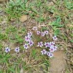 Sisyrinchium rosulatum Flower