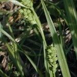 Carex blanda Фрукт