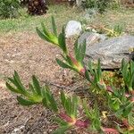 Carpobrotus edulis Folha