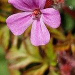 Geranium purpureum फूल