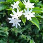 Jasminum multiflorum Fleur