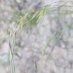Anisantha tectorum 花