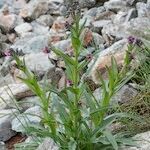 Cynoglossum montanum Natur