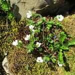 Saxifraga androsacea Flower