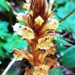Orobanche hederae Blomma