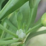 Limnocharis laforestii Fruit