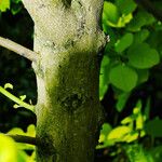 Cotinus coggygria 樹皮