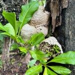 Myrmecodia tuberosa 葉