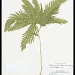 Selaginella parkeri Hoja