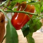 Capsicum annuum Froito