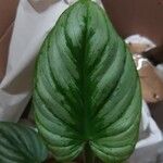 Philodendron mamei Folha