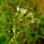 Turritis glabra Blomst