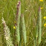 Phalaris coerulescens Плод