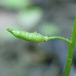 Rorippa palustris ഫലം