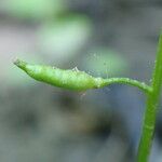 Rorippa palustris Fruit
