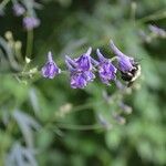 Delphinium exaltatum Blomst