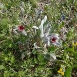 Pardoglossum cheirifolium Flower