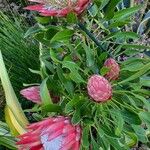 Protea cynaroides Kwiat