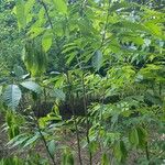 Castanea dentata Lehti