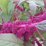 Amaranthus caudatus Blüte