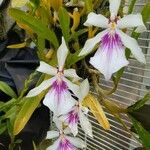 Miltonia spectabilis Blüte