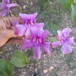 Bignonia diversifolia Λουλούδι