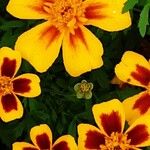 Tagetes tenuifolia Fula