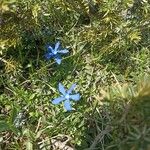 Gentiana sierrae Flower