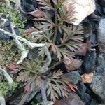 Mutellina adonidifolia 葉