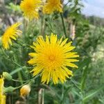 Sonchus arvensisFleur