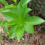 Prunus serotina Leaf