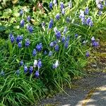 Muscari armeniacum Характер