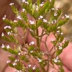 Valeriana calcitrapae Žiedas