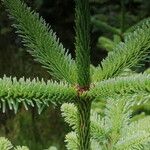 Abies lasiocarpa Yaprak