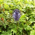 Phyteuma ovatum 花