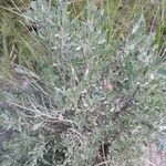 Artemisia tridentata ഇല