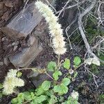 Cyathula orthacantha Flower