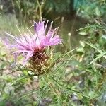 Atractylis humilis Flower