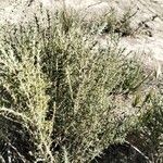 Artemisia herba-alba برگ