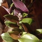 Tradescantia cerinthoidesFuelha