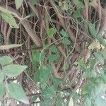 Jasminum beesianum Otro